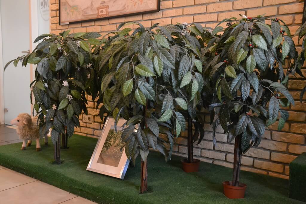 Coffee trees