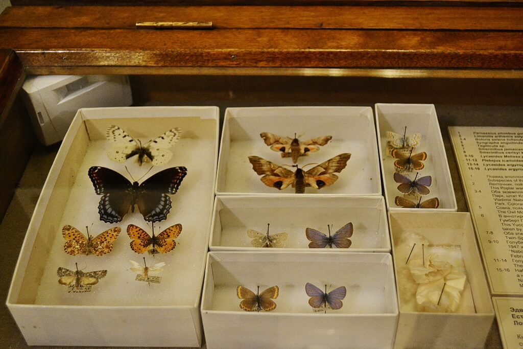Butterflies caught by Nabokov
