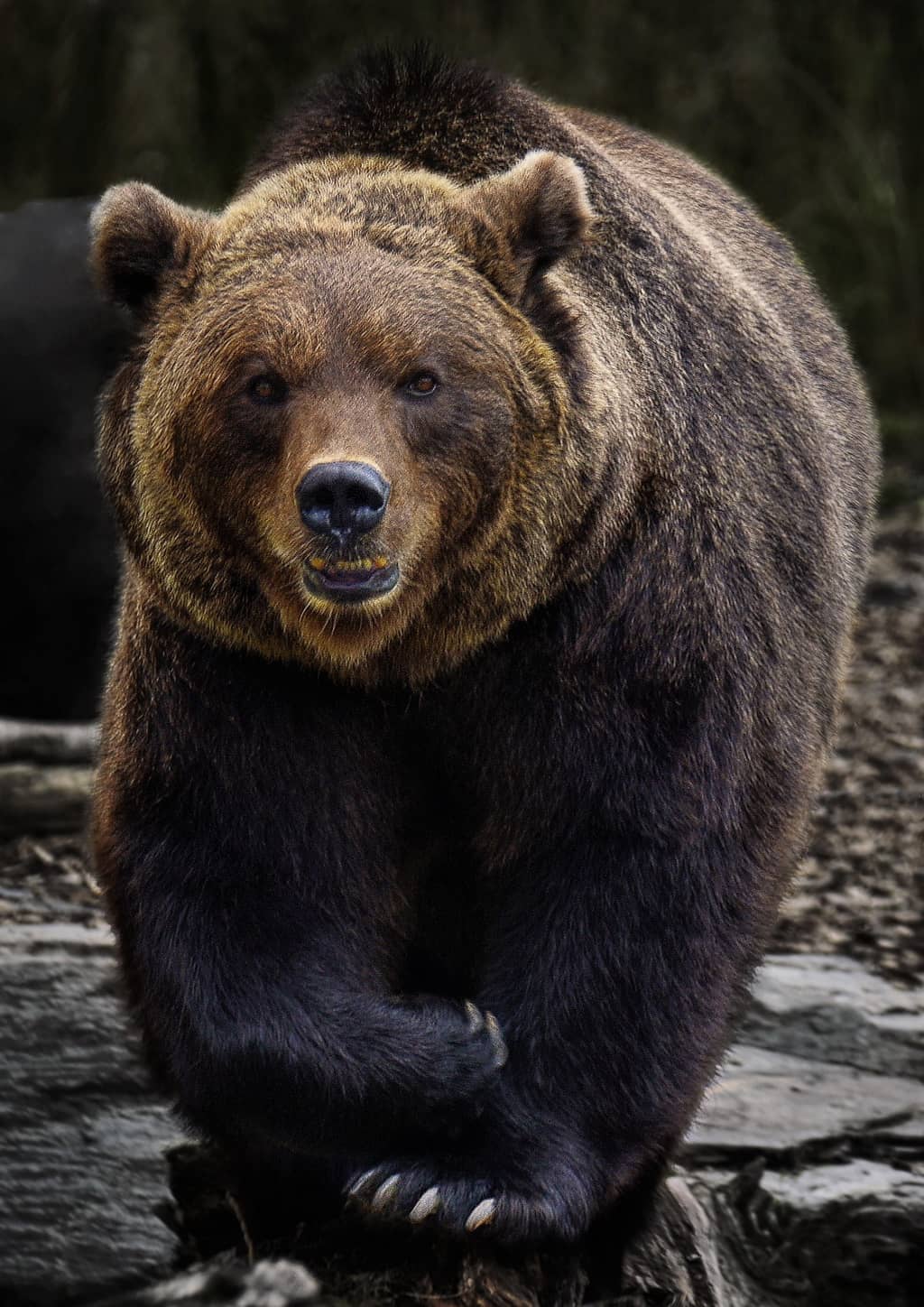 A bear in a forest